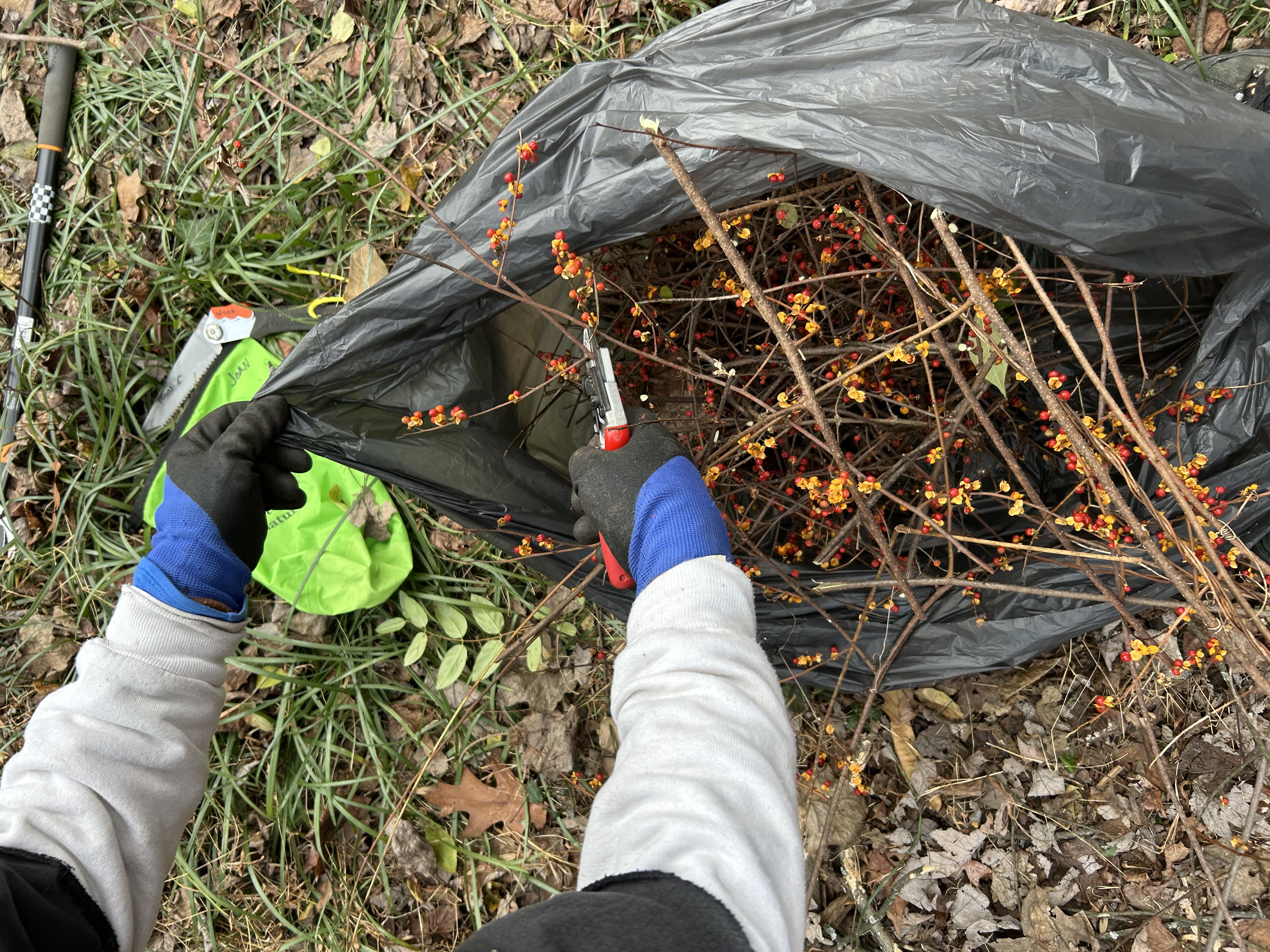 Dispose of berries 1