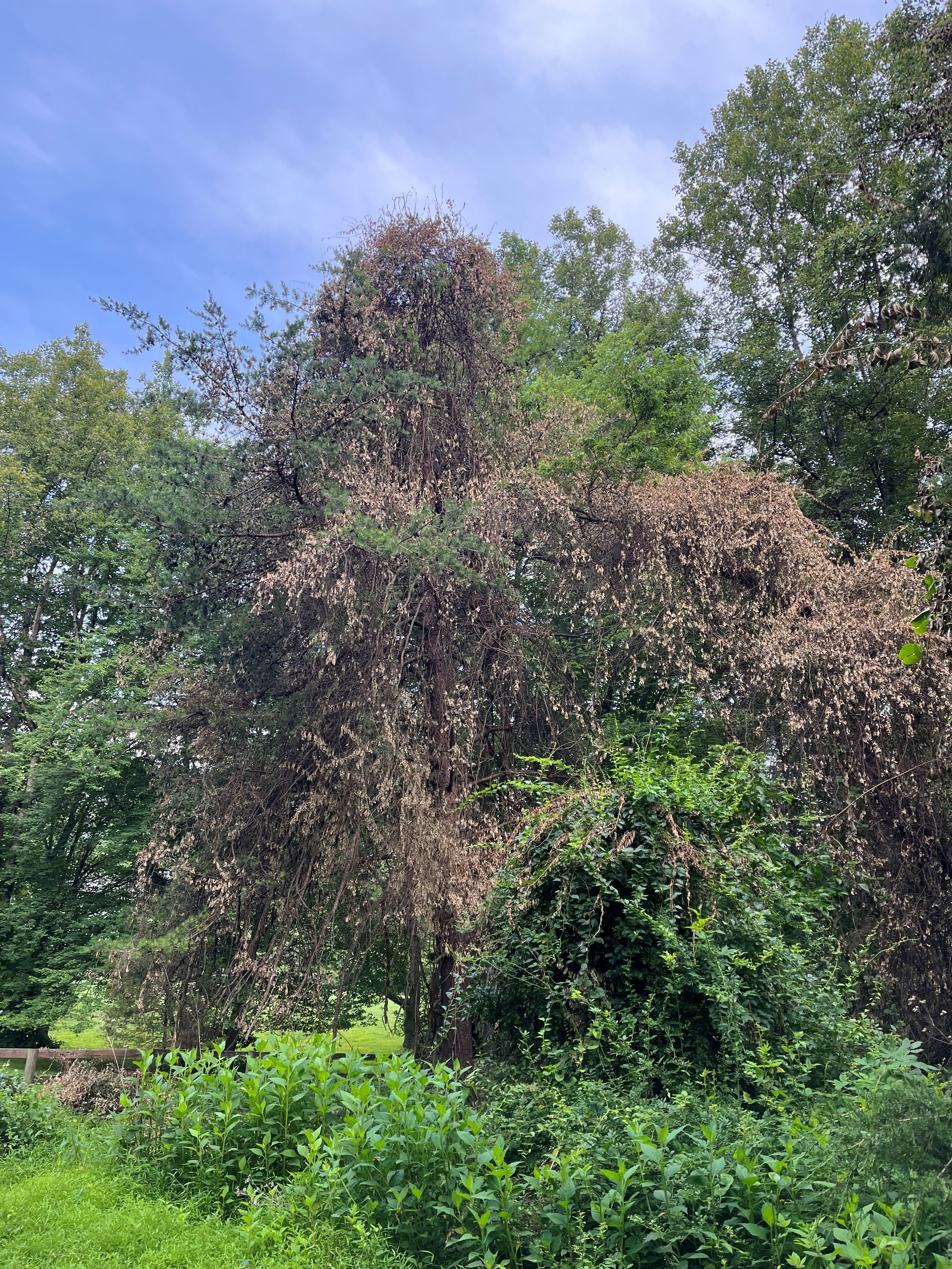 Tree covered with brown leaves from the dying vines