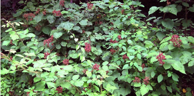 Wineberry